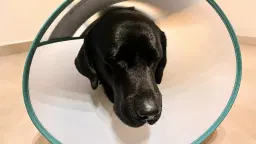 GOOFY’S MESSAGE FOR HUMANITY: I’M HAPPY BEING A DOG