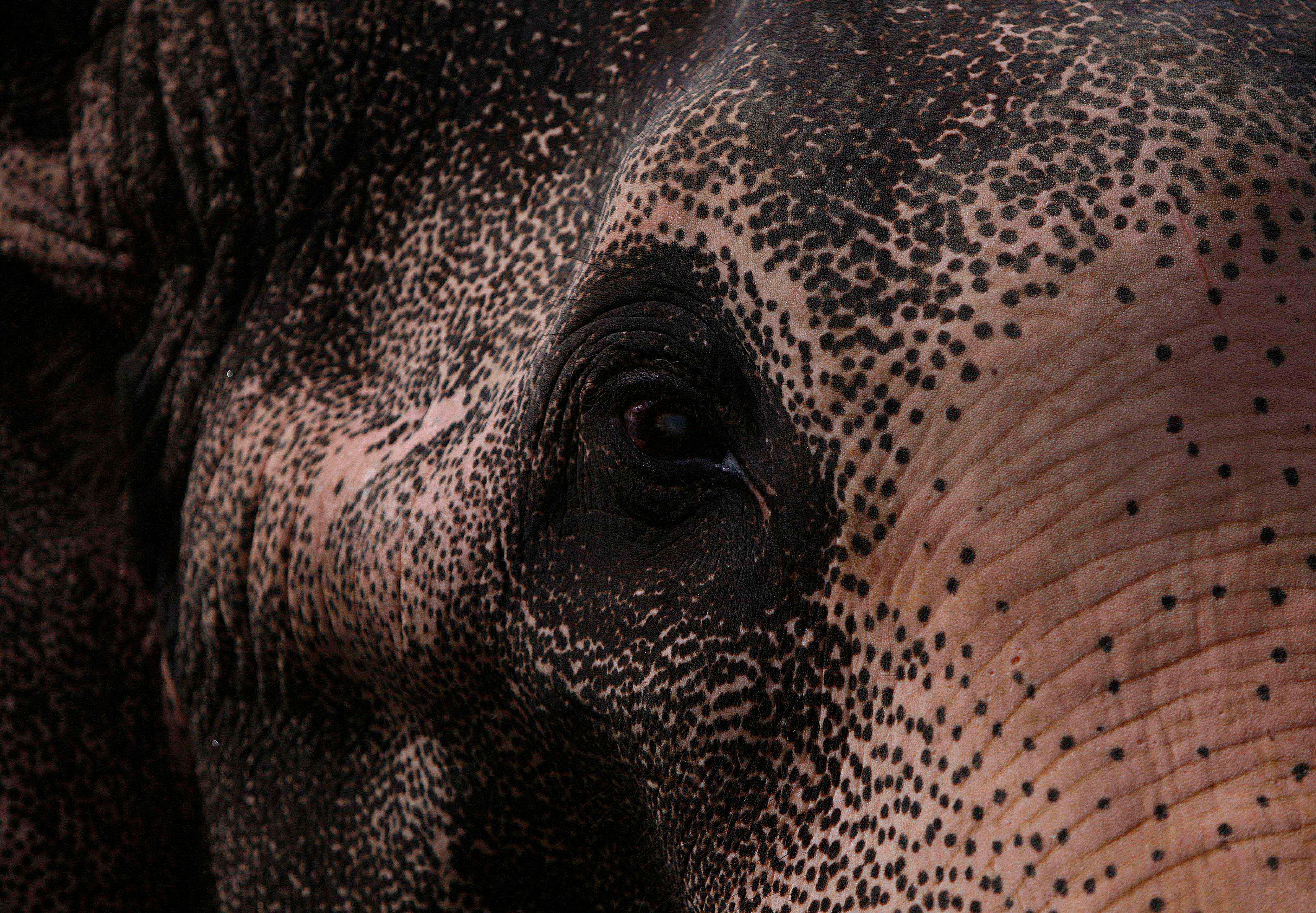 THE TRAGEDY OF A LEGENDARY ELEPHANT